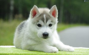 husky-cachorro-197110