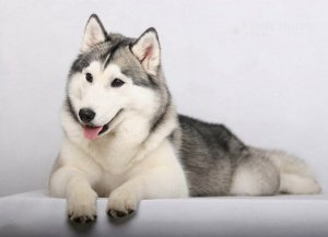 sziberiai-husky-555453eb66e49bc11902fbd9